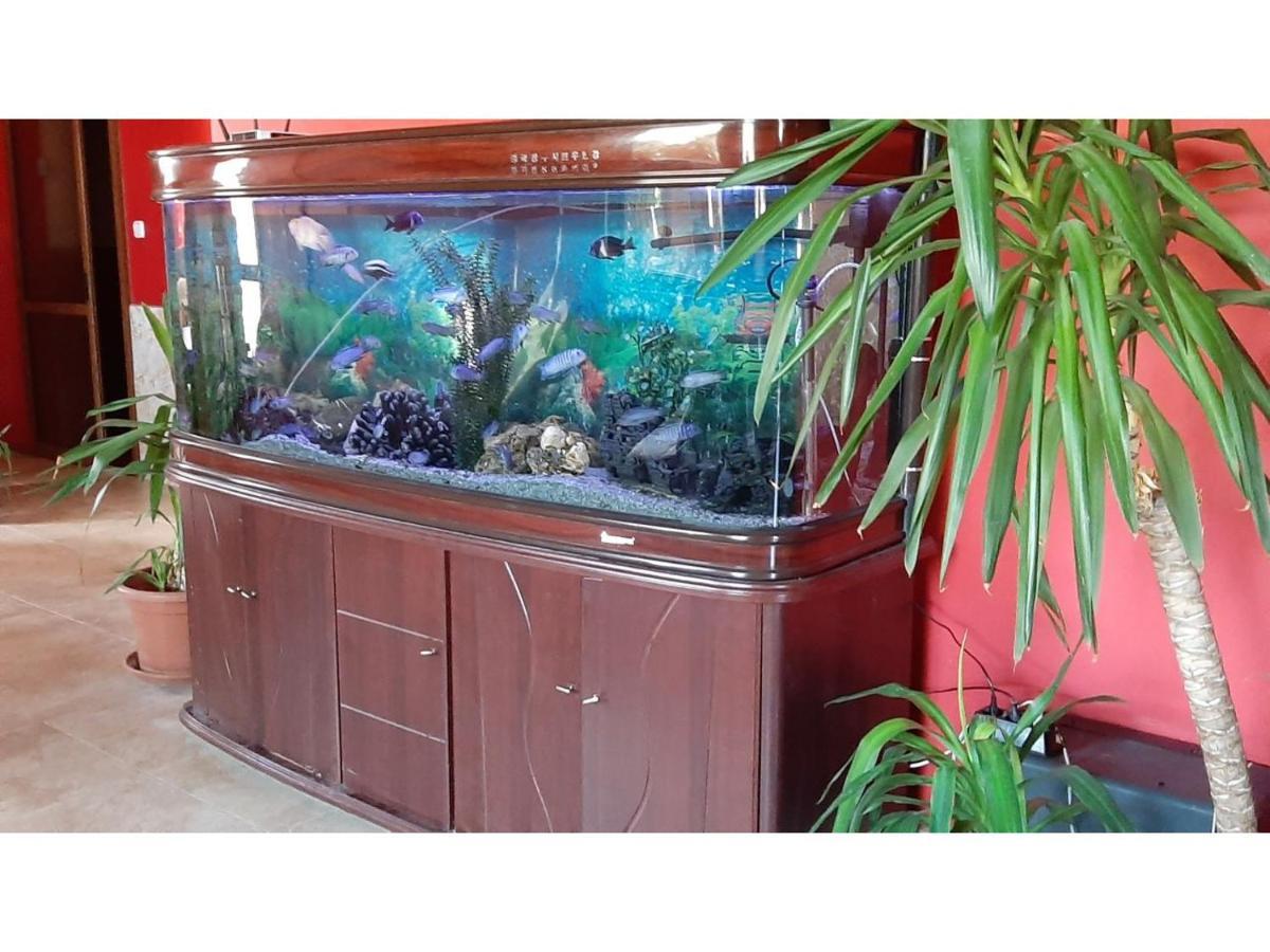 Family Hotel Favourite Obzor Dış mekan fotoğraf